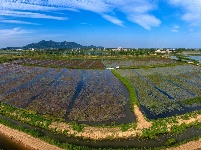 睡莲开出“致富花”