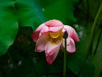 雨过荷花满池香