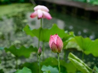 雨过荷花满池香