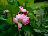 雨过荷花满池香
