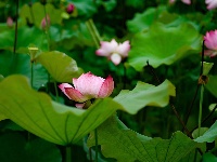 雨过荷花满池香