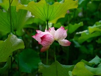 雨过荷花满池香