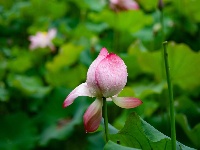 雨过荷花满池香