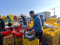 甲鱼养殖“奔”上致富路