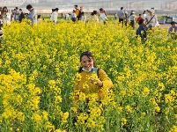 来“靓淮河”打卡油菜花海