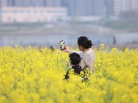 来“靓淮河”打卡油菜花海