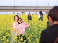 来“靓淮河”打卡油菜花海