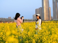来“靓淮河”打卡油菜花海