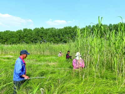 安徽三汊河国家湿地公园： 修复翼果薹草 保护生物多样性