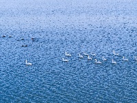 “天河湖”化身“天鹅湖”