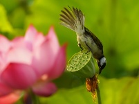 荷花塘里白头鹎