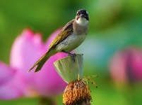 荷花塘里白头鹎