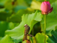 荷花塘里白头鹎