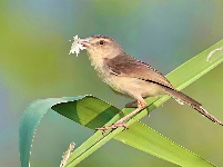 纯色山鹪莺