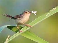 纯色山鹪莺