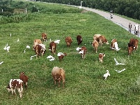 牛走鹭飞淮河堤