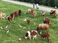 牛走鹭飞淮河堤